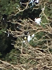 Parus major niethammeri