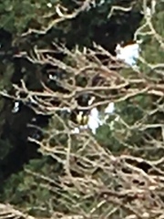 Parus major niethammeri