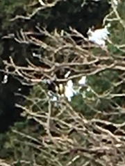 Parus major niethammeri