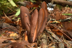 Wynnea americana