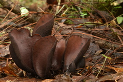 Wynnea americana