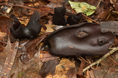Wynnea americana