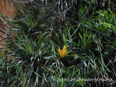 Freycinetia formosana