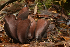 Wynnea americana