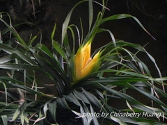 Freycinetia formosana