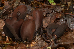 Wynnea americana
