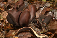 Wynnea americana