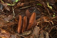 Wynnea americana