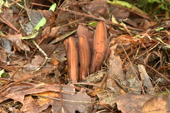 Wynnea americana