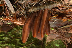 Wynnea americana