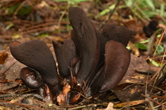 Wynnea americana