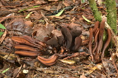 Wynnea americana