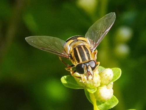 Unknown species found near South OCO, OR, USA
