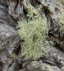 Usnea inermis