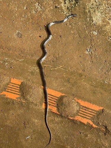 Indochinese Banded Wolf Snake