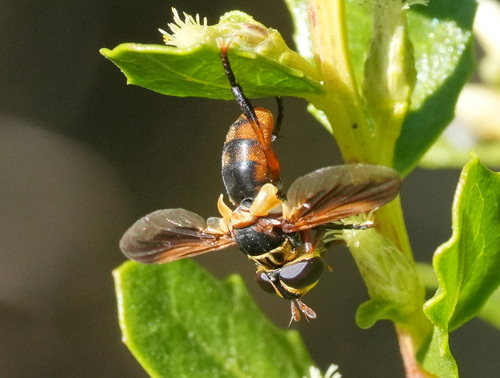 Unknown species found near South OCO, OR, USA