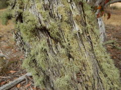 Usnea inermis