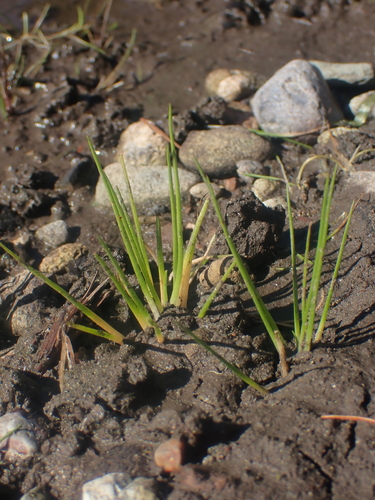 Western quillwort (Isoetes occidentalis)
