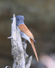 Terpsiphone viridis plumbeiceps