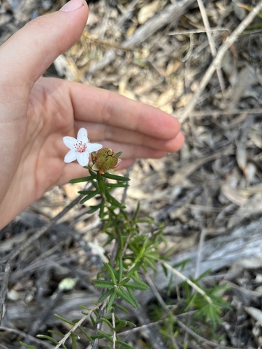 Ricinocarpos bowmanii observed 2025-10-02