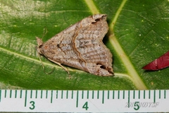 Dichromia occatus