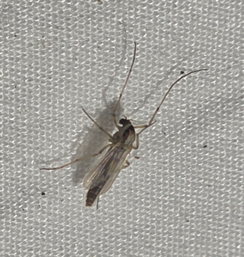 Unknown species found near Troy, AL 36079, USA