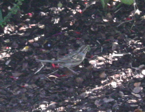 Spizella pallida