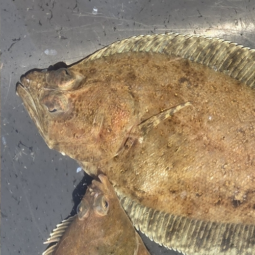 Bigmouth flounder (Hippoglossina stomata) — Paralichthyidae — 4
