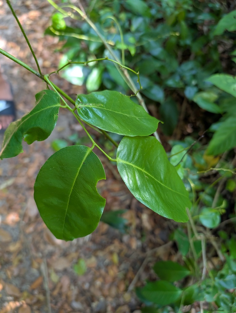 Machaerium inundatum