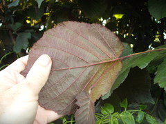 Corylus maxima