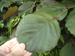 Corylus maxima
