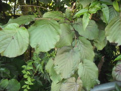 Corylus maxima