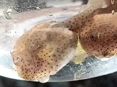 Leptobrachium hendricksoni