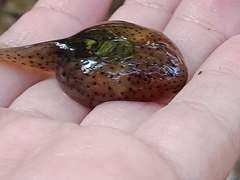 Leptobrachium hendricksoni