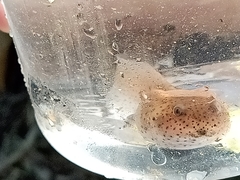 Leptobrachium hendricksoni