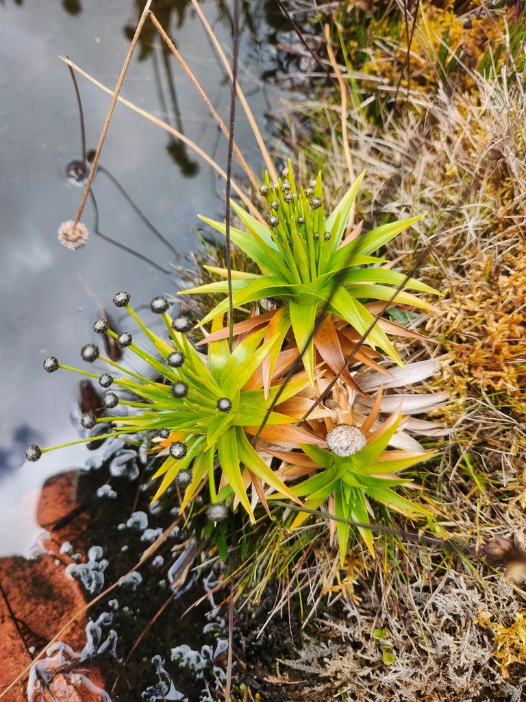 Monosperma