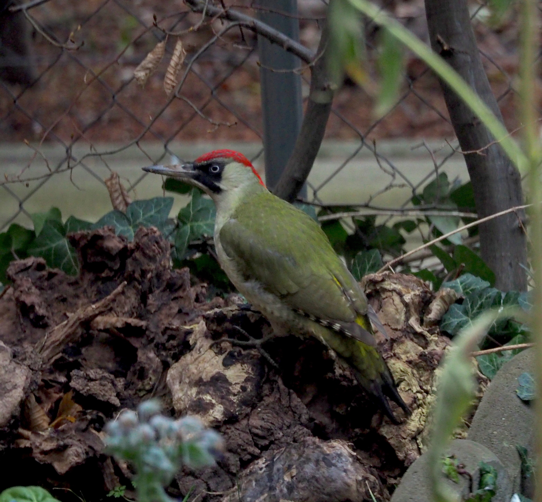 European Green Woodpecker