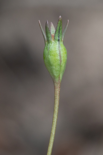 Annual Bluebell (Wahlenbergia gracilenta)