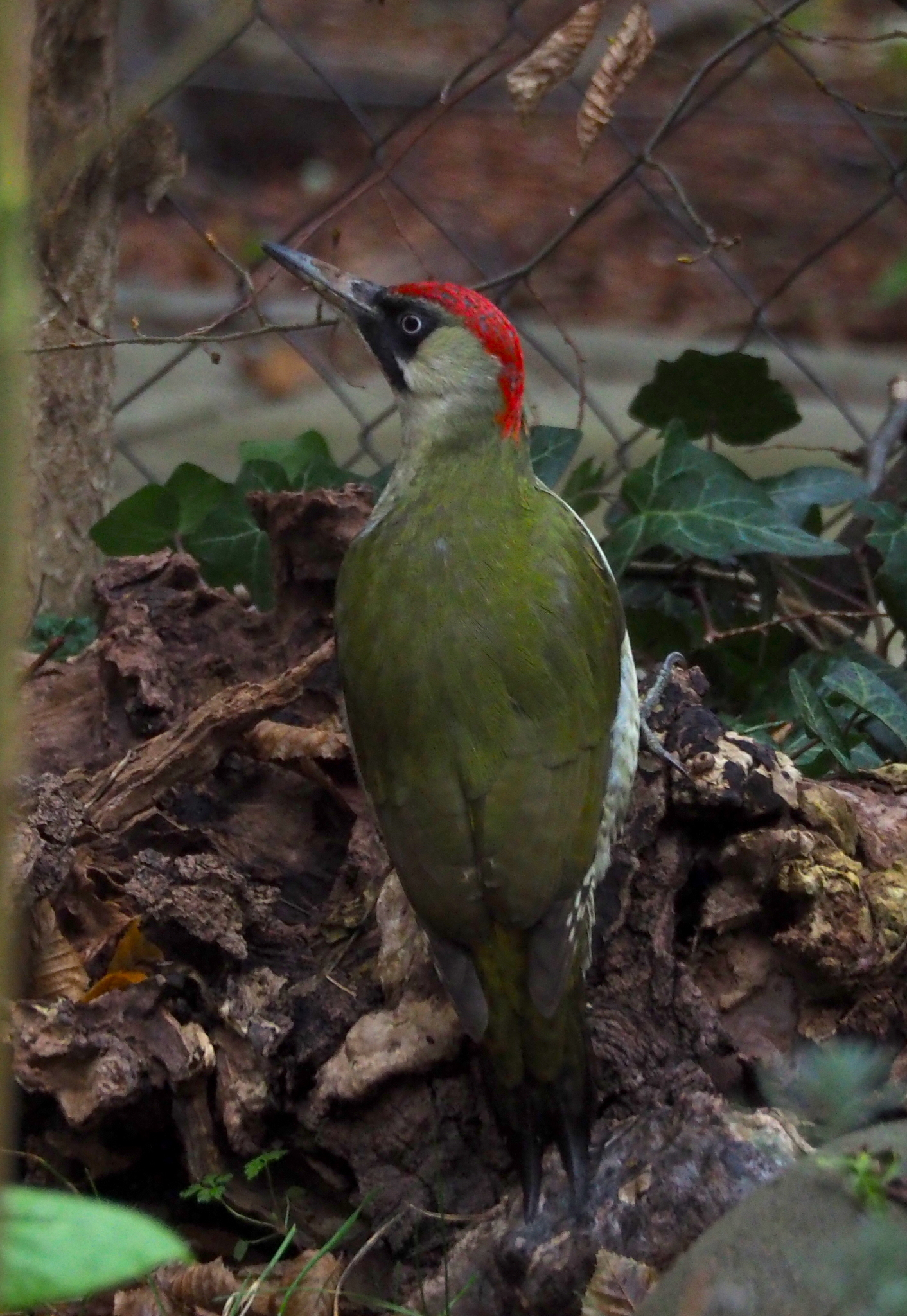 European Green Woodpecker