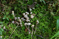 Cudonia
