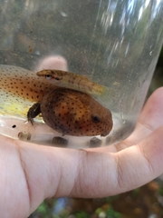 Leptobrachium hendricksoni