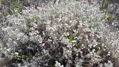 Achyranthemum argenteum