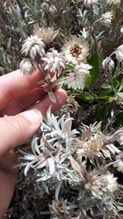Achyranthemum argenteum