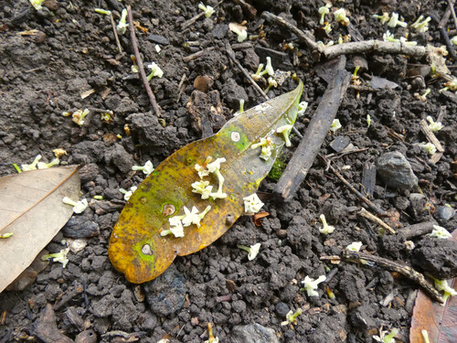 Alstonia scholaris