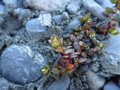 Epilobium microphyllum