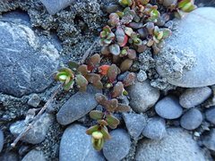 Epilobium microphyllum