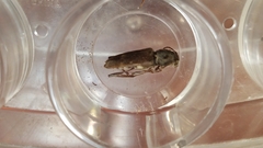 Xylotrechus smei