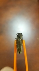 Xylotrechus smei