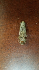 Xylotrechus smei