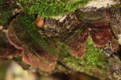 Sphaerostilbella aurifila